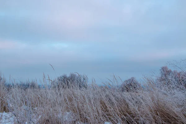 Close Ervas Secas Cobertas Com Geada Plantas Neve Dia Gelado — Fotografia de Stock