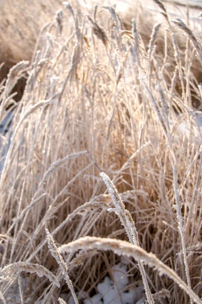 Száraz Fagy Borította Gyógynövények Közelsége Növények Hóban Egy Fagyos Napon — Stock Fotó