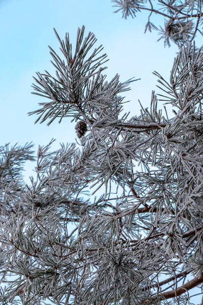 Fenyőágak Hidegben Téli Háttér Hóval Borított Fenyőágakkal Gyönyörű Természeti Háttér — Stock Fotó