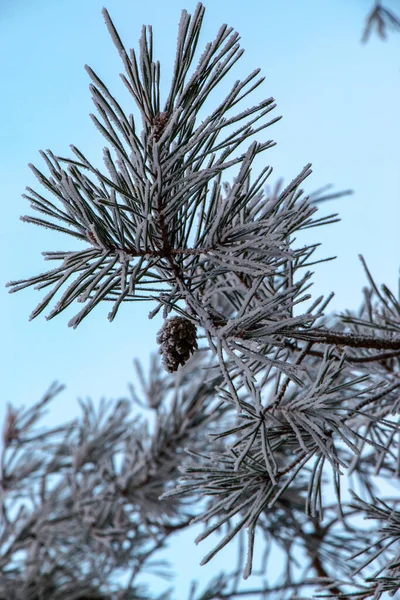 Ramas Pino Frío Fondo Invierno Con Ramas Pino Cubiertas Nieve —  Fotos de Stock