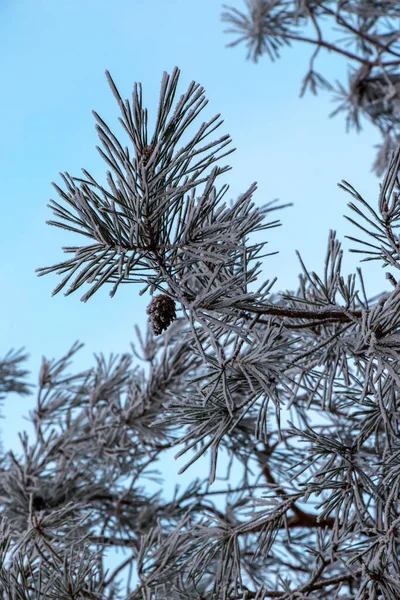 Fenyőágak Hidegben Téli Háttér Hóval Borított Fenyőágakkal Gyönyörű Természeti Háttér — Stock Fotó