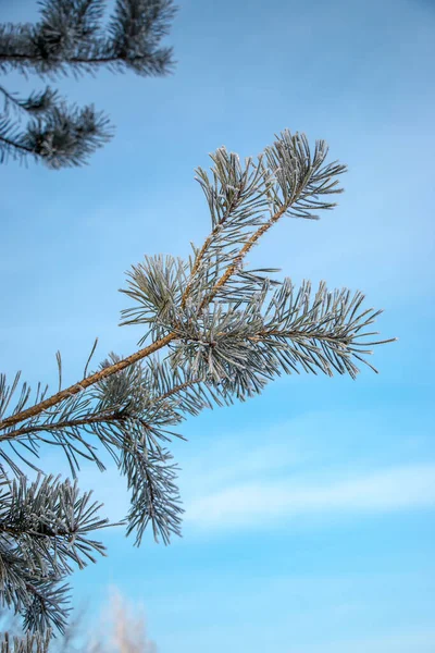 冷空气中的松枝 冬季背景 有积雪覆盖的松树枝条 美丽的自然背景 圣诞的气氛 — 图库照片