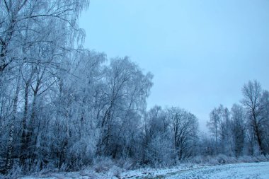 Güzel kış manzarası. Karlı bir tarlada beyaz buzla kaplı bir ağaç, yakın plan. Güneşli soğuk bir gün. Doğa güzel bir arka plan. Ukrayna 'da kış