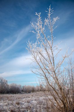 Soğuk ve aydınlık bir günde ağaçlar. Kış güneşli manzara. Ağaçlar kar ve mavi gökyüzüne karşı istifle kaplıdır. Güzel doğal arka plan, Noel havası