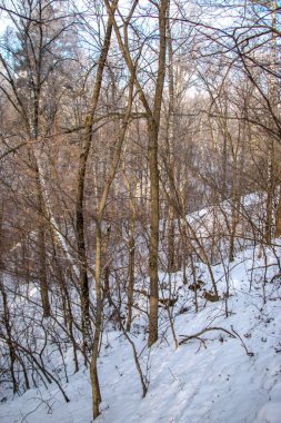 Sıcak güneş ışığında parlayan ve parlayan kar fırtınasından sonra tepeleri ve vadileri olan karlı, yaprak döken bir ormanın kış manzarası. Güzel doğal arka plan Ukrayna Chernihiv bölgesi