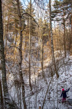 Sıcak güneş ışığında parlayan ve parlayan kar fırtınasından sonra tepeleri ve vadileri olan karlı, yaprak döken bir ormanın kış manzarası. Güzel doğal arka plan Ukrayna Chernihiv bölgesi