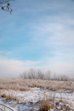Güzel kış manzarası. Karlı bir tarlada beyaz buzla kaplı bir ağaç, yakın plan. Güneşli soğuk bir gün. Doğa güzel bir arka plan. Ukrayna 'da kış