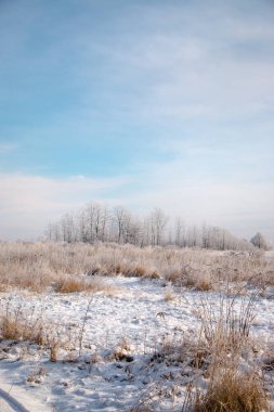 Güzel kış manzarası. Karlı bir tarlada beyaz buzla kaplı bir ağaç, yakın plan. Güneşli soğuk bir gün. Doğa güzel bir arka plan. Ukrayna 'da kış
