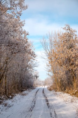 Güzel kış manzarası. Karlı bir tarlada beyaz buzla kaplı bir ağaç, yakın plan. Güneşli soğuk bir gün. Doğa güzel bir arka plan. Ukrayna 'da kış