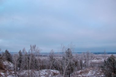 Güzel kış manzarası. Karlı bir tarlada beyaz buzla kaplı bir ağaç, yakın plan. Güneşli soğuk bir gün. Doğa güzel bir arka plan. Ukrayna 'da kış