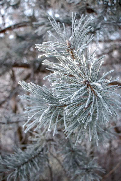 Ramas Pino Frío Fondo Invierno Con Ramas Pino Cubiertas Nieve — Foto de Stock