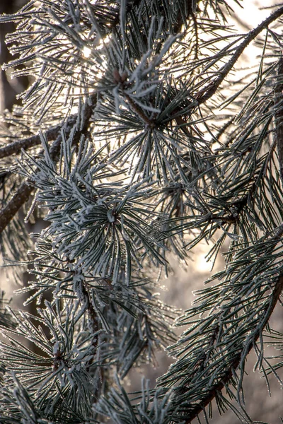 Dennen Takken Kou Winterachtergrond Met Besneeuwde Dennentakken Mooie Natuurlijke Achtergrond — Stockfoto