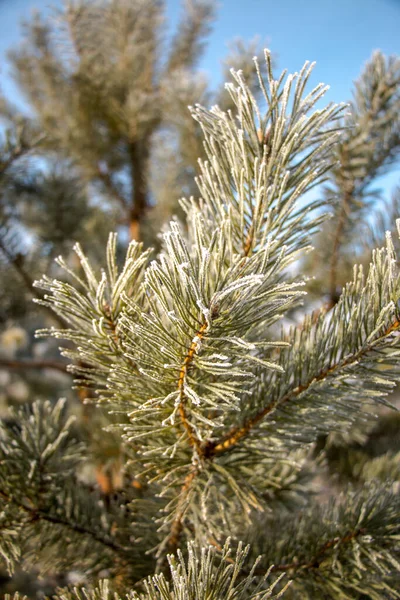 冷空气中的松枝 冬季背景 有积雪覆盖的松树枝条 美丽的自然背景 圣诞的气氛 — 图库照片