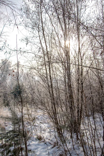 눈보라가 햇빛을 가운데 계곡으로 뒤덮인 눈덮인 낙엽수림의 우크라 지역의 아름다운 — 스톡 사진