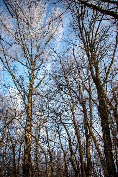 Paisaje Invernal Bosque Caducifolio Nevado Con Colinas Barrancos Después Una — Foto de Stock