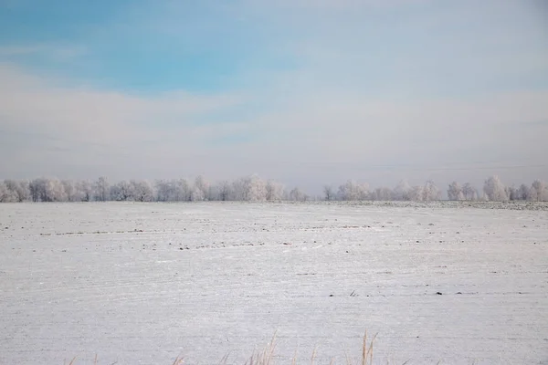 Beautiful Winter Landscape Tree Covered White Frost Snowy Field Close — Stock Photo, Image