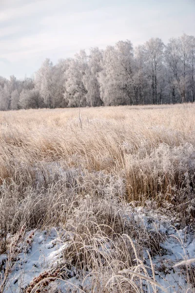 Beautiful Winter Landscape Tree Covered White Frost Snowy Field Close Stock Image