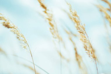Taze çimen ve sarı çiçeklerle dolu güzel çayır arazisi bulutlu bulanık mavi gökyüzüne karşı. Yaz baharı doğal manzara.