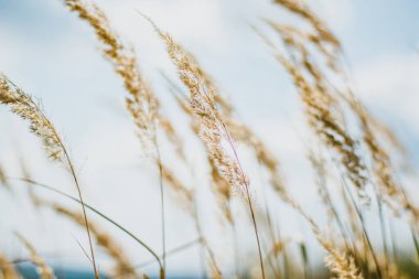 Taze çimen ve sarı çiçeklerle dolu güzel çayır arazisi bulutlu bulanık mavi gökyüzüne karşı. Yaz baharı doğal manzara.