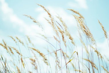 Taze çimen ve sarı çiçeklerle dolu güzel çayır arazisi bulutlu bulanık mavi gökyüzüne karşı. Yaz baharı doğal manzara.