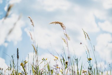 Taze çimen ve sarı çiçeklerle dolu güzel çayır arazisi bulutlu bulanık mavi gökyüzüne karşı. Yaz baharı doğal manzara.