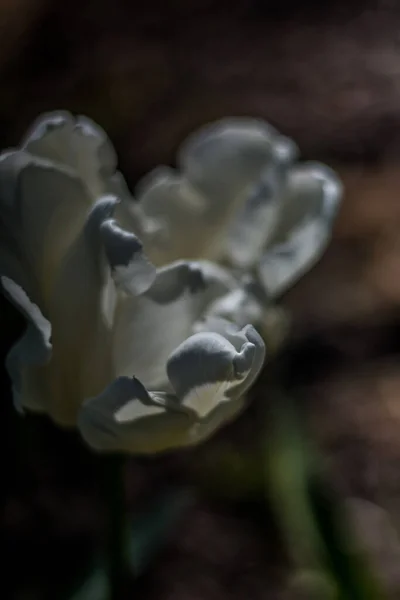 Gros Plan Sur Fleur Tulipe Blanche Image Fond Printanier Avec — Photo