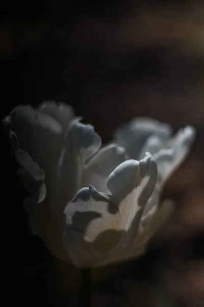 Белый Цветок Тюльпана Крупным Планом Весеннее Фоновое Изображение Красивыми Цветами — стоковое фото