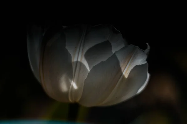 Λευκό Λουλούδι Τουλίπας Από Κοντά Ανοιξιάτικη Εικόνα Φόντου Όμορφα Λουλούδια — Φωτογραφία Αρχείου