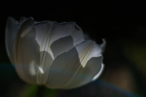 白色郁金香花特写 春天的背景图片 美丽的花朵在黑暗的背景上 花瓣上的开放的姑姑 — 图库照片