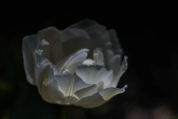 Белый Цветок Тюльпана Крупным Планом Весеннее Фоновое Изображение Красивыми Цветами — стоковое фото