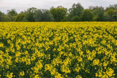 Manzara Ukrayna ulusal bayrağına benziyor. Sarı tarla, çiçek açan kolza tohumu ve mavi gökyüzü. Minimalist manzara. Güzel doğal arka plan.