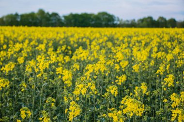 Manzara Ukrayna ulusal bayrağına benziyor. Sarı tarla, çiçek açan kolza tohumu ve mavi gökyüzü. Minimalist manzara. Güzel doğal arka plan.