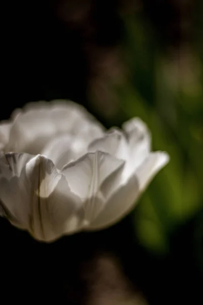 Flor Tulipán Blanco Cerca Imagen Fondo Primaveral Con Hermosas Flores —  Fotos de Stock