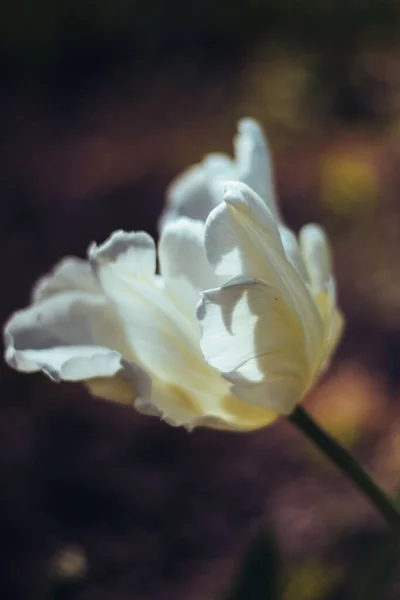 Vit Tulpanblomma Närbild Våren Bakgrund Bild Med Vackra Blommor Mörk — Stockfoto