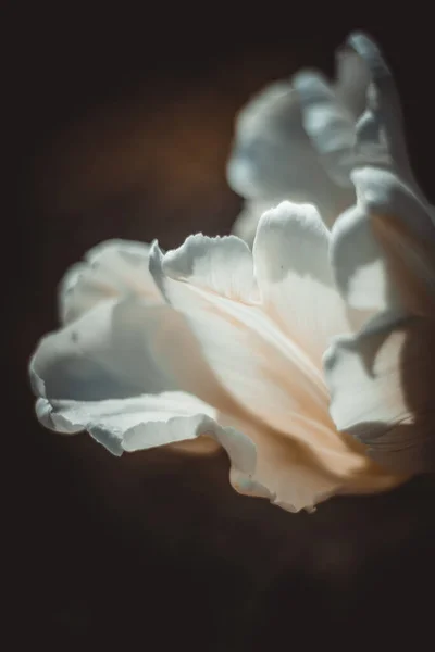 Квітка Білого Тюльпана Крупним Планом Весняне Зображення Тла Красивими Квітами — стокове фото