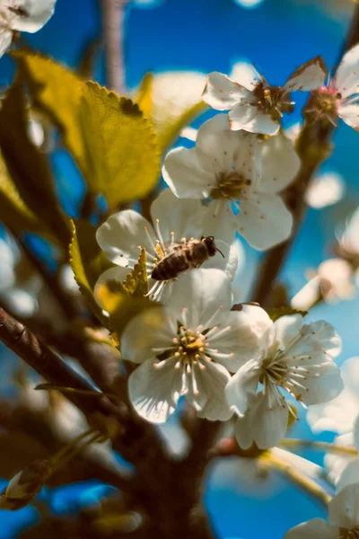 Schöner Frühling Blühender Kirschbaum Weiße Blumen Auf Dem Hintergrund Des — Stockfoto