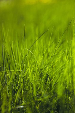 Parlak güneş altında taze çimlere yaklaş, yaklaş. Güzel doğal arkaplan.