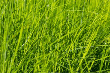 Parlak güneş altında taze çimlere yaklaş, yaklaş. Güzel doğal arkaplan.