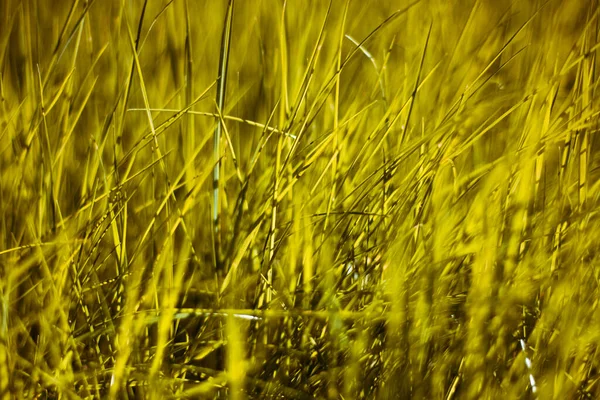 明るい太陽の下で新鮮な厚さの草を閉じます 美しい自然背景 — ストック写真