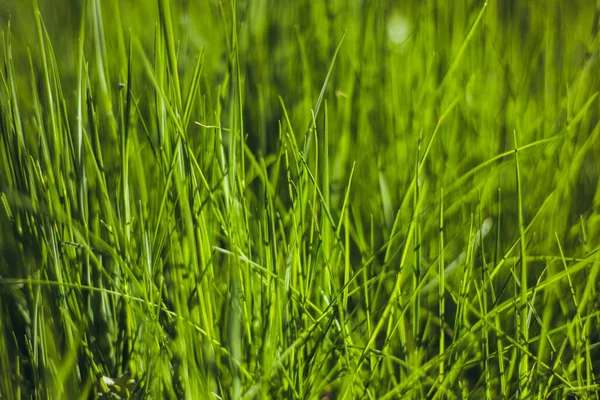 Gros Plan Herbe Fraîche Épaisse Soleil Gros Plan Beau Fond — Photo