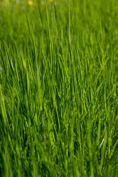 Nahaufnahme Von Frischem Dichtem Gras Gleißender Sonne Nahaufnahme Schöner Natürlicher — Stockfoto