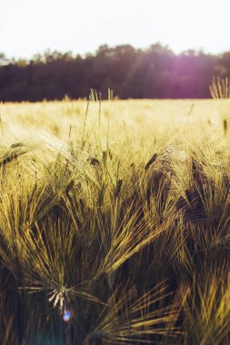 Gün batımı manzarası ya da tarlada genç çavdar ya da yazın bulutlu arka planda buğday manzarası. Manzara. güzel doğal arkaplan