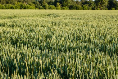 Gün batımı manzarası ya da tarlada genç çavdar ya da yazın bulutlu arka planda buğday manzarası. Manzara. güzel doğal arkaplan
