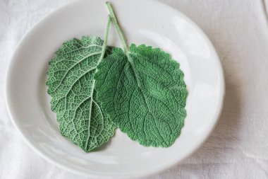 Beyaz arka planda iki taze yeşil adaçayı yaprağı. Evde bitki ve baharat kullanma kavramı... doğal ışık, güzel bir arka plan ve tasarımın için alan.