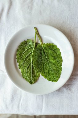 Beyaz arka planda iki taze yeşil adaçayı yaprağı. Evde bitki ve baharat kullanma kavramı... doğal ışık, güzel bir arka plan ve tasarımın için alan.