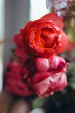 Bir buket parlak gül çiçeği, masasında mavi bir vazoda sardunyalar, bir portakal, yapraklar. Doğal ışık, yakın çekim, güzel arkaplan, dokular.