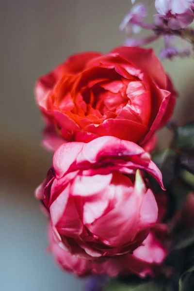 一束明亮的玫瑰花 放在桌子上的蓝色花瓶里的天麻花 一朵橙子 自然光 漂亮的背景 — 图库照片