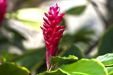 pembe yaprakları ile egzotik çiçek