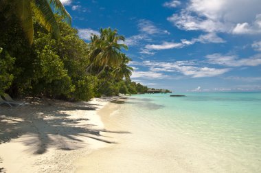 Palmiyeli tropik plaj