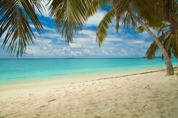 Tropical beach with palm trees — Stock Photo, Image